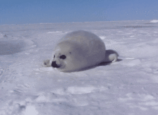 [ A GIF of a baby seal. ]